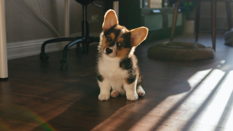 How to prepare your home for your new puppy