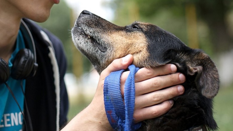A New Study Says You and Your Dog Probably Have the Same Personality