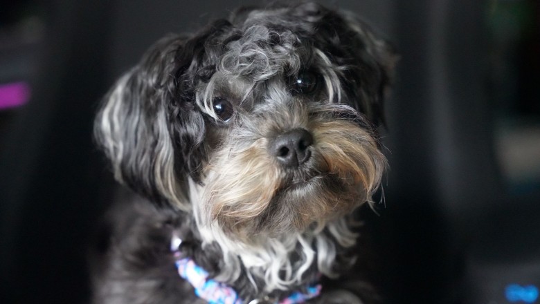 43 Best Small Dog Breeds, Including Hypoallergenic Pups