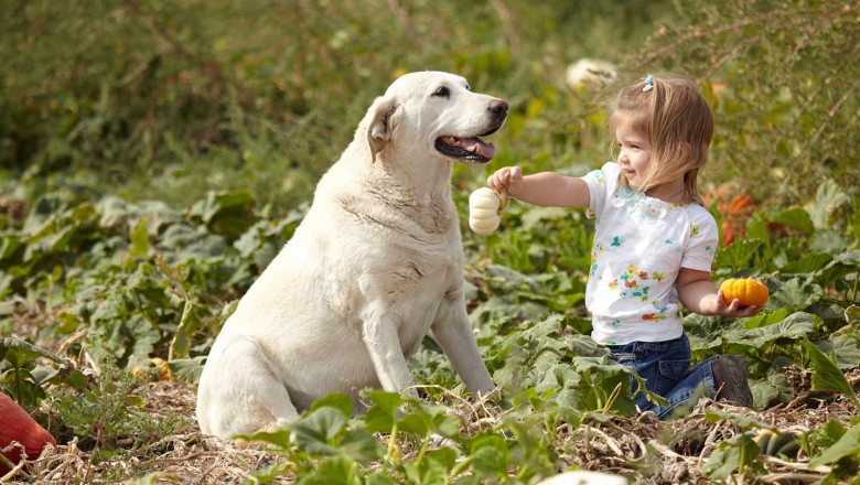 The Best Vegetables for Dogs and Cats